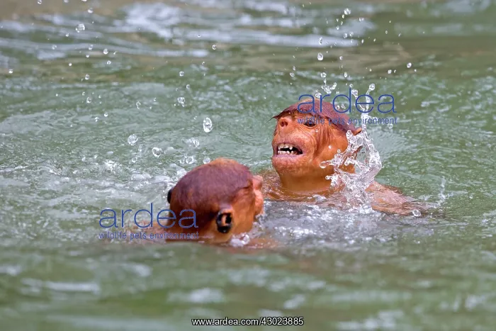 : Proboscis / Long-nosed Monkey - playing in water : Proboscis / Long-nosed Monkey - playing in water
