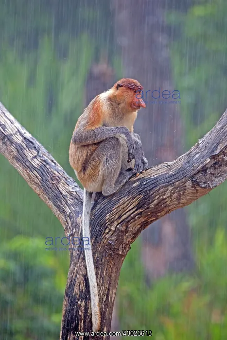 : Proboscis / Long-nosed Monkey - in the rain : Proboscis / Long-nosed Monkey - in the rain