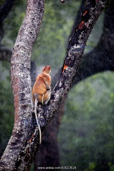 : Proboscis / Long-nosed Monkey - in the rain : Proboscis / Long-nosed Monkey - in the rain