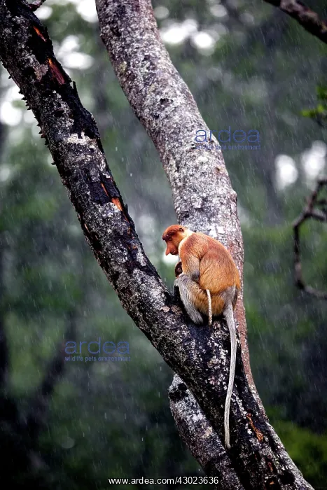 : Proboscis / Long-nosed Monkey - in the rain : Proboscis / Long-nosed Monkey - in the rain