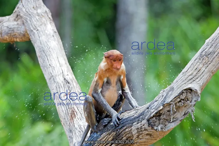 : Proboscis / Long-nosed Monkey - shaking off water : Proboscis / Long-nosed Monkey - shaking off water