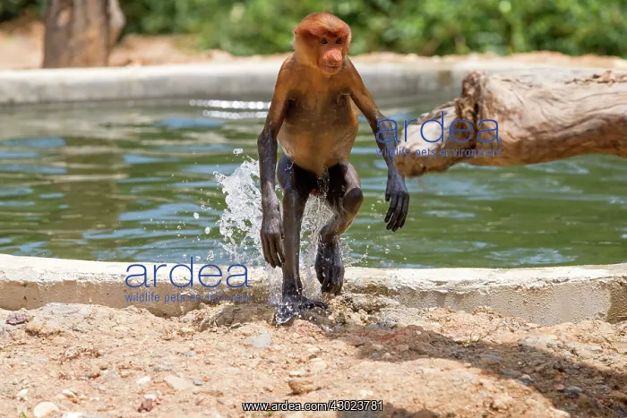 : Proboscis / Long-nosed Monkey - shaking off water : Proboscis / Long-nosed Monkey - shaking off water