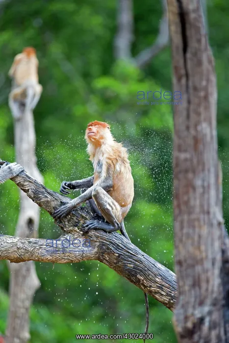  : Proboscis  /  Long-nosed Monkey - shaking off water