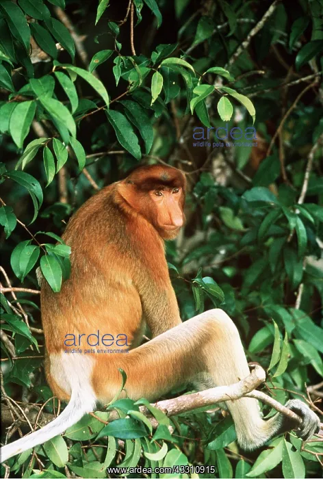 : Proboscis / Long-nosed MONKEY - sitting : Proboscis / Long-nosed MONKEY - sitting