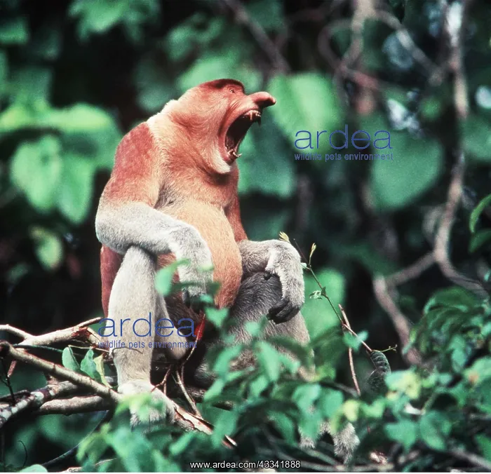 : Proboscis / Long-nosed MONKEY - sitting in tree, calling : Proboscis / Long-nosed MONKEY - sitting in tree, calling