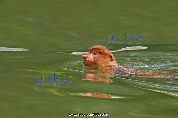 : Proboscis / Long-nosed Monkey - swimming : Proboscis / Long-nosed Monkey - swimming