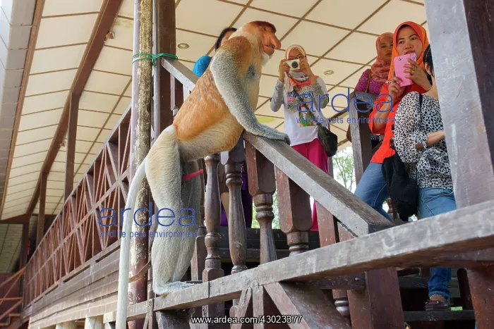 : Proboscis / Long-nosed Monkey - with tourists : Proboscis / Long-nosed Monkey - with tourists