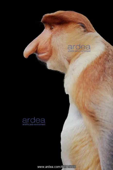 : Proboscis / Long-nosed MONKEY - side view of face : Proboscis / Long-nosed MONKEY - side view of face
