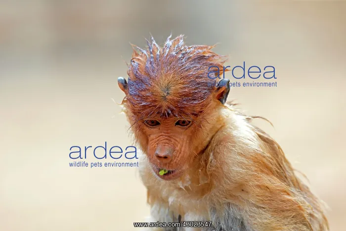 : Proboscis / Long-nosed Monkey - wet : Proboscis / Long-nosed Monkey - wet