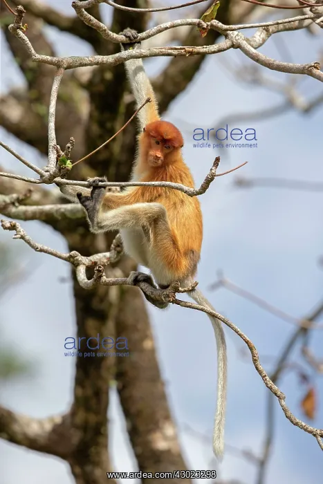 : Proboscis / Long-nosed Monkey - young : Proboscis / Long-nosed Monkey - young