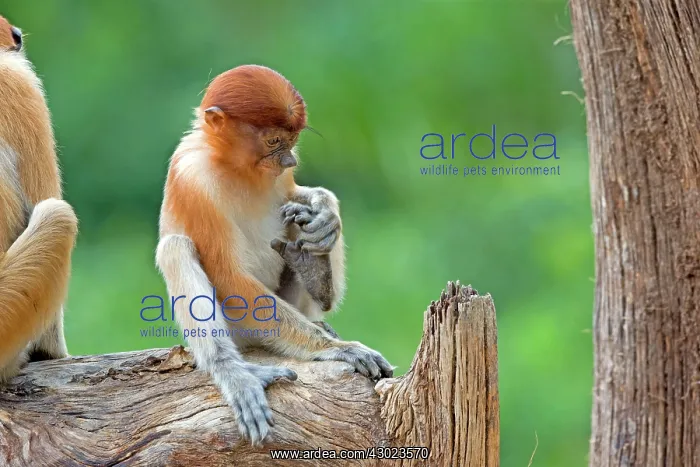 : Proboscis / Long-nosed Monkey - young : Proboscis / Long-nosed Monkey - young