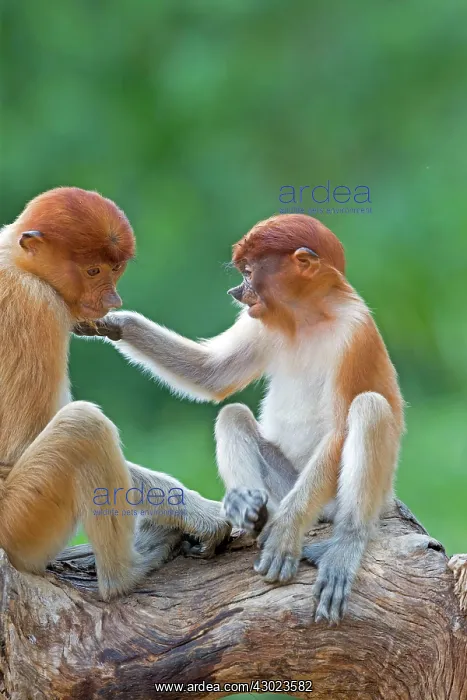 : Proboscis / Long-nosed Monkey - young : Proboscis / Long-nosed Monkey - young