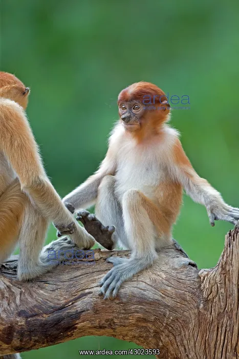 : Proboscis / Long-nosed Monkey - young : Proboscis / Long-nosed Monkey - young