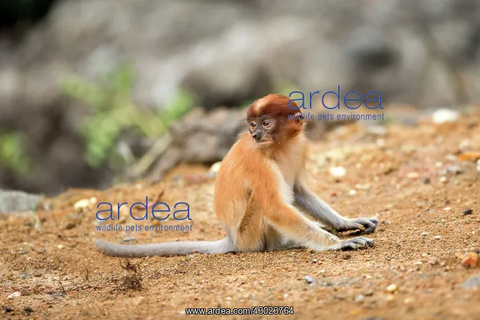 : Proboscis / Long-nosed Monkey - young : Proboscis / Long-nosed Monkey - young