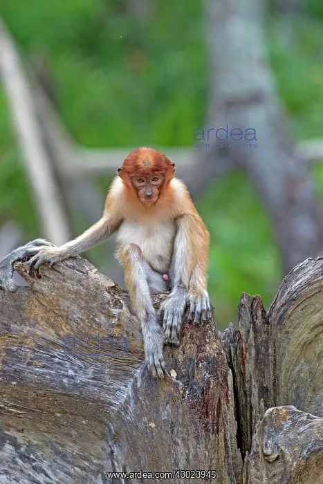 : Proboscis / Long-nosed Monkey - young : Proboscis / Long-nosed Monkey - young