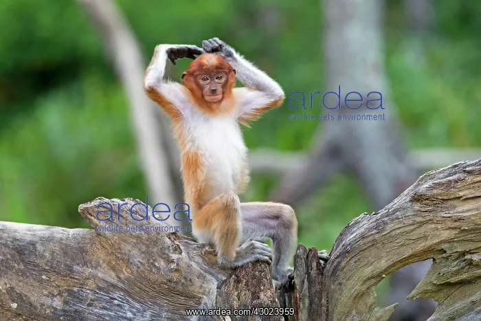 : Proboscis / Long-nosed Monkey - young : Proboscis / Long-nosed Monkey - young