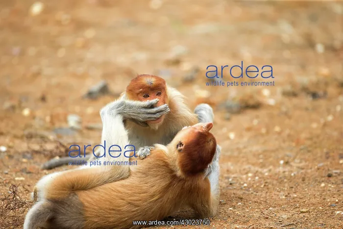: Proboscis / Long-nosed Monkey - young play-fighting : Proboscis / Long-nosed Monkey - young play-fighting