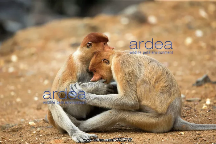 : Proboscis / Long-nosed Monkey - young play-fighting : Proboscis / Long-nosed Monkey - young play-fighting