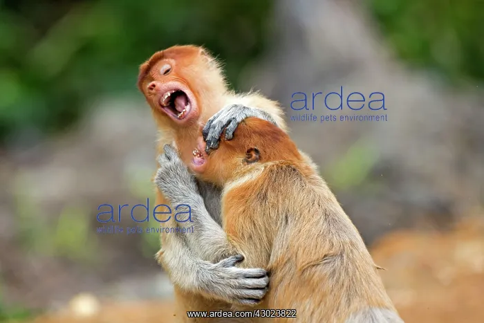 : Proboscis / Long-nosed Monkey - young play-fighting : Proboscis / Long-nosed Monkey - young play-fighting