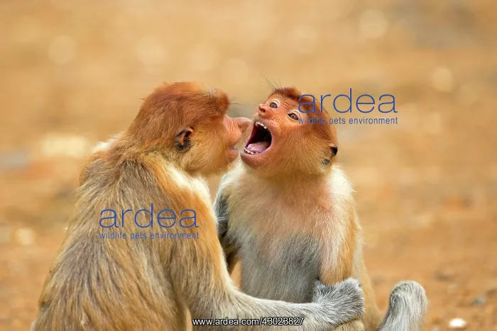 : Proboscis / Long-nosed Monkey - young play-fighting : Proboscis / Long-nosed Monkey - young play-fighting