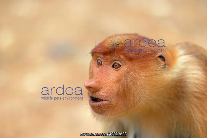 : Proboscis / Long-nosed Monkey - young play-fighting : Proboscis / Long-nosed Monkey - young play-fighting