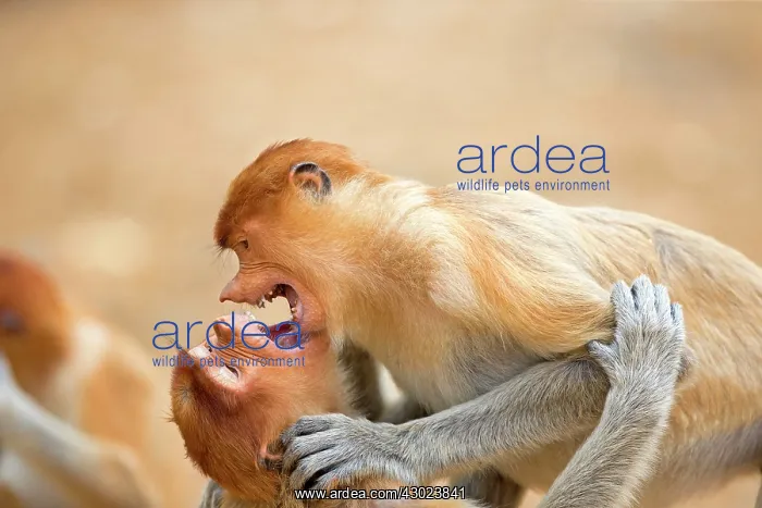 : Proboscis / Long-nosed Monkey - young play-fighting : Proboscis / Long-nosed Monkey - young play-fighting