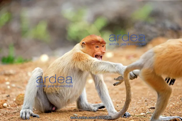 : Proboscis / Long-nosed Monkey - young play-fighting : Proboscis / Long-nosed Monkey - young play-fighting