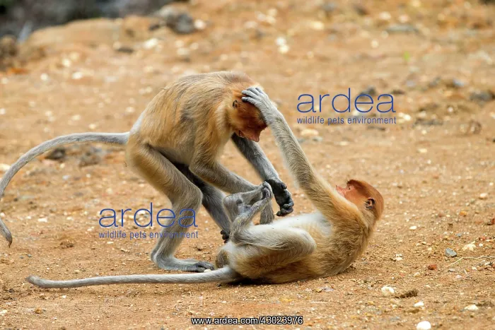 : Proboscis / Long-nosed Monkey - young play-fighting : Proboscis / Long-nosed Monkey - young play-fighting