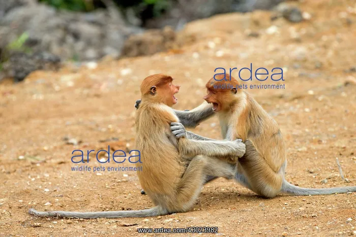 : Proboscis / Long-nosed Monkey - young play-fighting : Proboscis / Long-nosed Monkey - young play-fighting