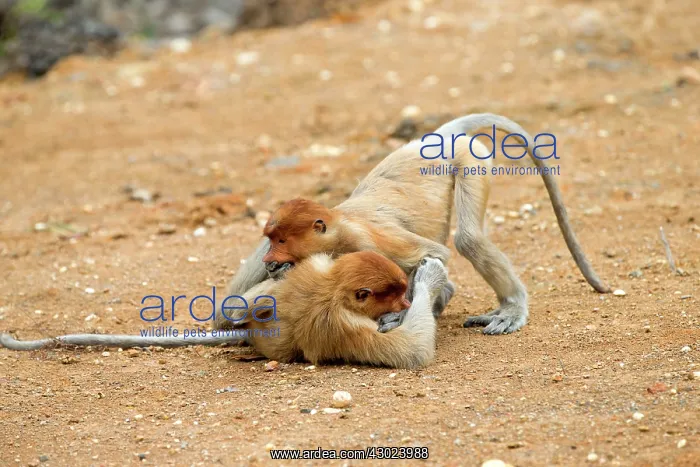 : Proboscis / Long-nosed Monkey - young play-fighting : Proboscis / Long-nosed Monkey - young play-fighting