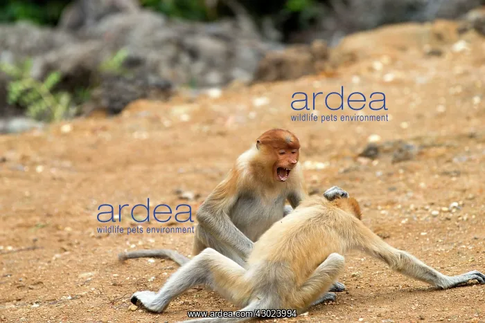  : Proboscis  /  Long-nosed Monkey - young play-fighting