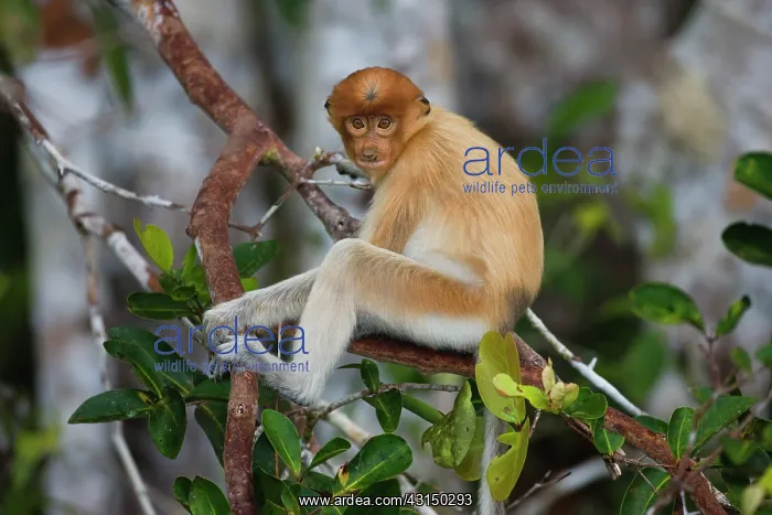 : Proboscis Monkey : Proboscis Monkey