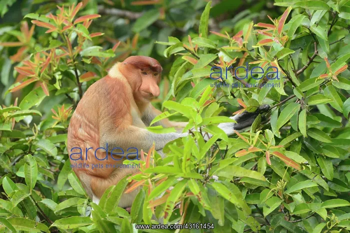  : Proboscis Monkey