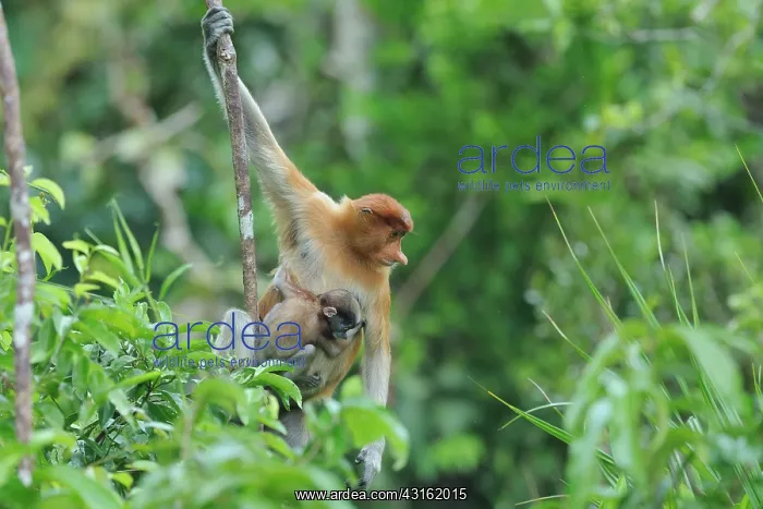 : Proboscis Monkey : Proboscis Monkey