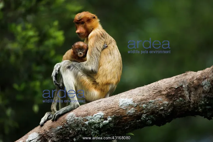 : Proboscis Monkey : Proboscis Monkey
