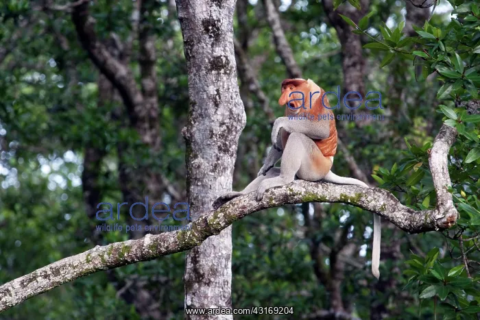 : Proboscis Monkey : Proboscis Monkey