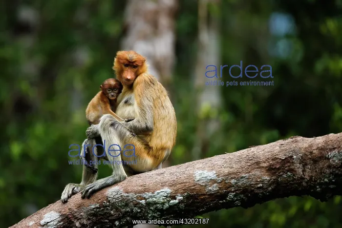 : Proboscis Monkey : Proboscis Monkey