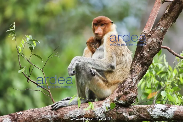 : Proboscis Monkey : Proboscis Monkey