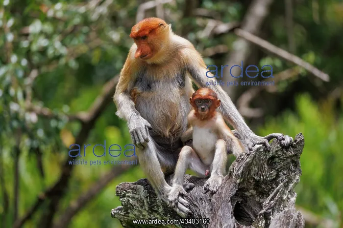 : PROBOSCIS MONKEY : PROBOSCIS MONKEY