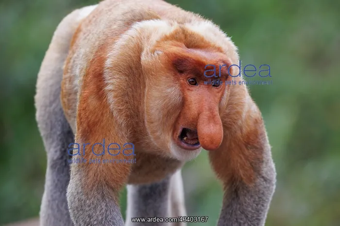 : PROBOSCIS MONKEY : PROBOSCIS MONKEY