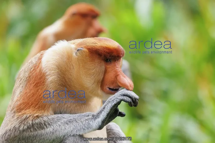 : PROBOSCIS MONKEY : PROBOSCIS MONKEY
