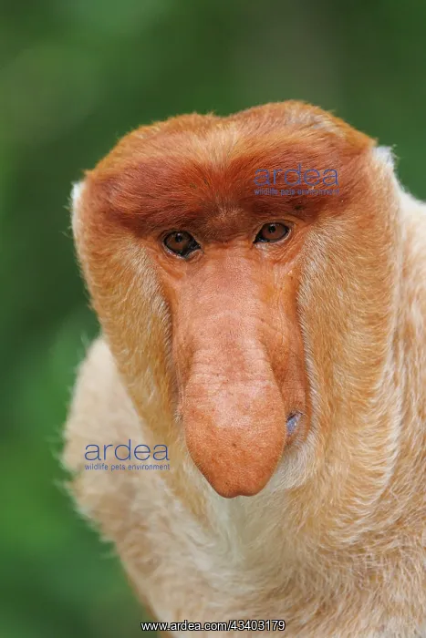 : PROBOSCIS MONKEY : PROBOSCIS MONKEY