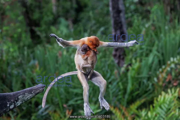 : PROBOSCIS MONKEY : PROBOSCIS MONKEY