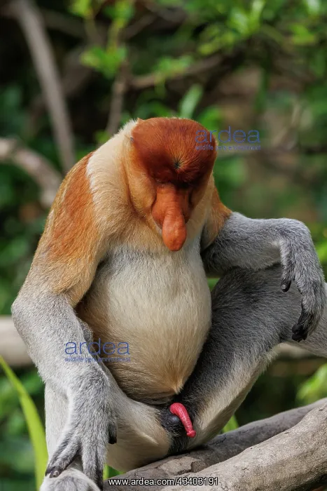 : PROBOSCIS MONKEY : PROBOSCIS MONKEY