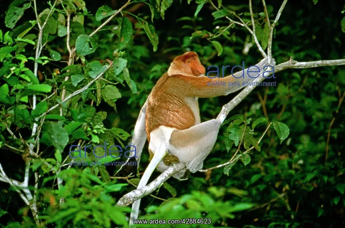  : Proboscis Monkey - Adult male