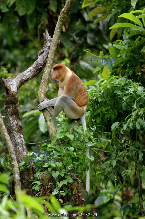 : Proboscis monkey - adult male waking up, waiting : Proboscis monkey - adult male waking up, waiting