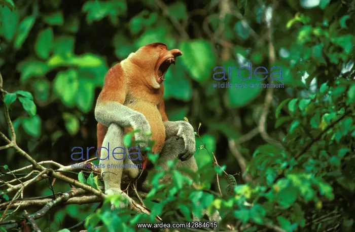 : Proboscis Monkey - adult male yawning : Proboscis Monkey - adult male yawning