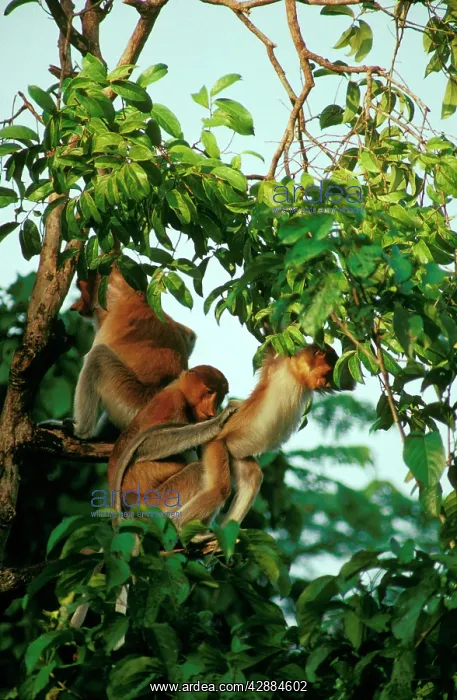 : Proboscis Monkey - Female preening young at sunset in tree : Proboscis Monkey - Female preening young at sunset in tree