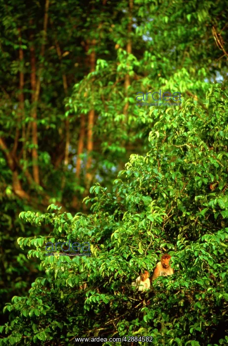 : Proboscis monkey - Female and young : Proboscis monkey - Female and young