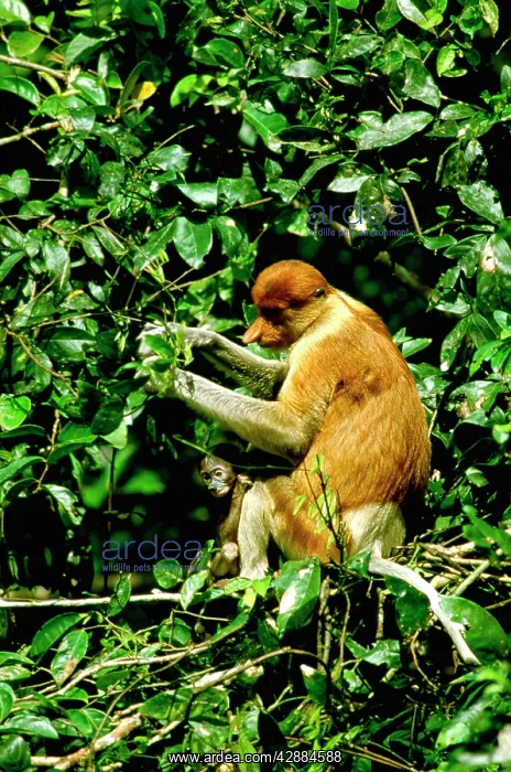 : Proboscis Monkey - Female & young : Proboscis Monkey - Female & young